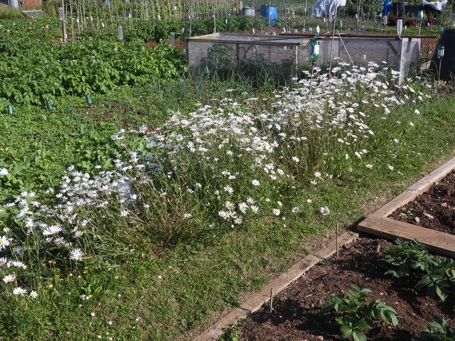 Allotment Summer 2022 09